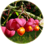 Trzmielina pospolita, Euonymus europaeus, owoc