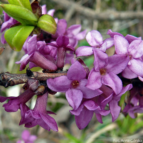 Wawrzynek wilczełyko, Daphne mezereum, kwiaty