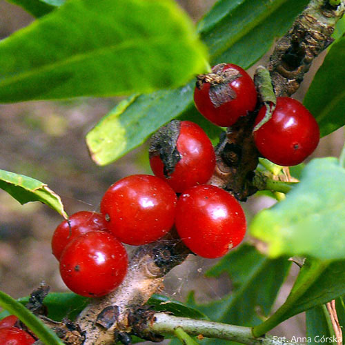 Wawrzynek wilczełyko, Daphne mezereum, owoce