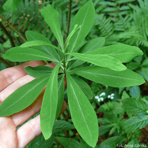 Wawrzynek wilczełyko, Daphne mezereum, liście