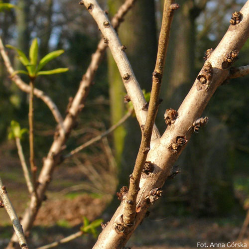 Wawrzynek wilczełyko, Daphne mezereum, kora
