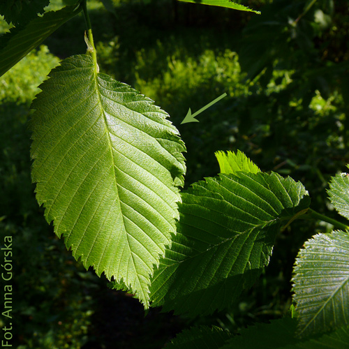 wiąz szypułkowy, Ulmus laevis, liść lato