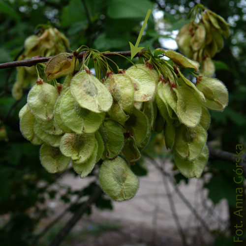 wiąz szypułkowy, Ulmus laevis, owoce