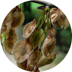 Wiąz szypułkowy, Ulmus laevis, owoce