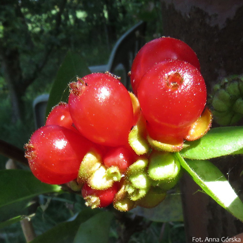 Wiciokrzew pomorski, Lonicera periclymenum, owoce