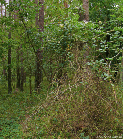 Wiciokrzew pomorski, Lonicera periclymenum, pokrój