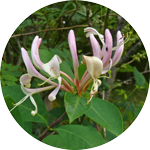 Wiciokrzew pomorski, Lonicera periclymenum, kwiaty