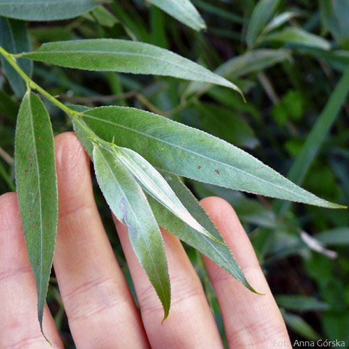 Wierzba biała, Salix alba, liście