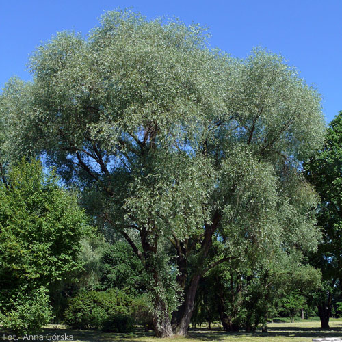 Wierzba biała, Salix alba, pokrój