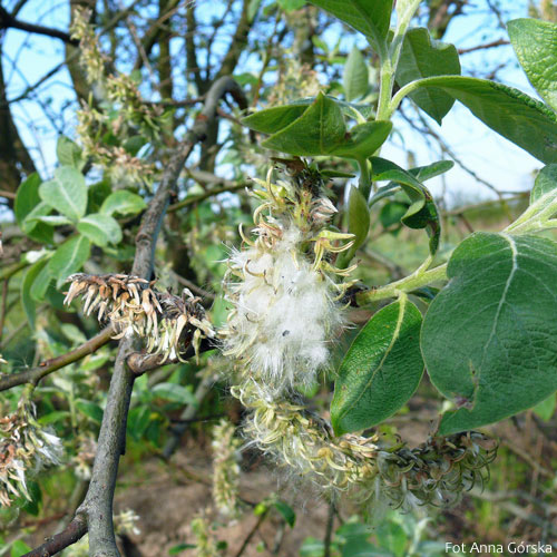 Wierzba iwa, Salix caprea, owoce