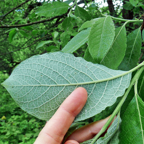 Wierzba iwa, Salix caprea, liście
