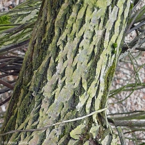 Wierzba iwa, Salix caprea, kora