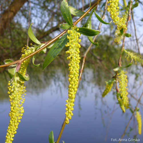 Wierzba krucha, Salix fragilis, kwiat męski
