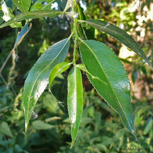 Wierzba krucha, Salix fragilis, liście