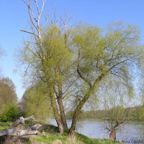 Wierzba krucha, Salix fragilis, pokrój