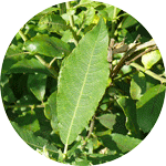 Wierzba szara, łoza, Salix cinerea, liść