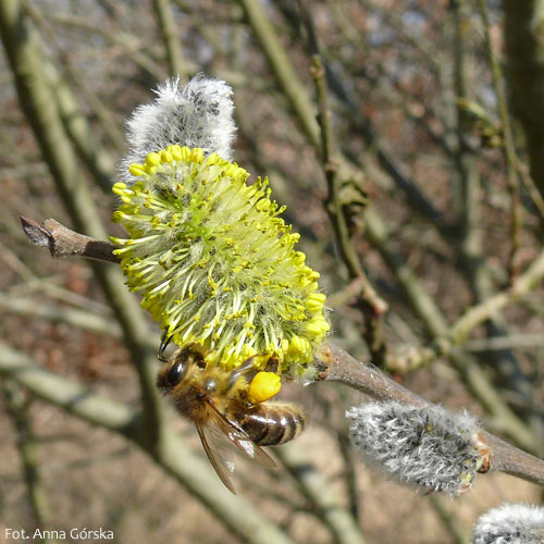 Wierzba szara, łoza, Salix cinerea, kwiatostan męski