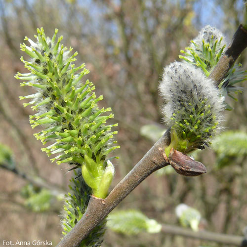 Wierzba szara, łoza, Salix cinerea, kwiatostany żeńskie