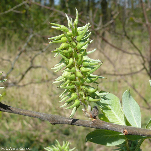 Wierzba szara, łoza, Salix cinerea, owocostan