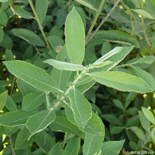 Wierzba szara, łoza, Salix cinerea, liście