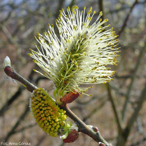 Wierzba uszata, łozina, Salix aurita, kwiatostan męski