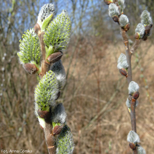 Wierzba uszata, łozina, Salix aurita, kwiatostany żeńskie
