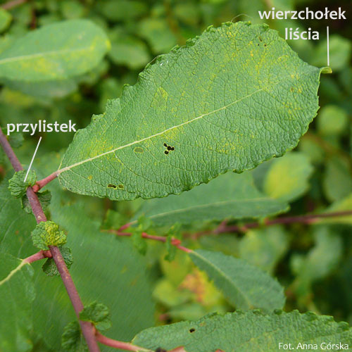Wierzba uszata, łozina, Salix aurita, liście