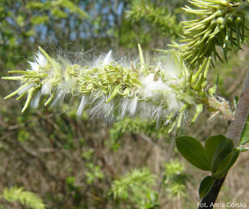 Wierzba uszata, łozina, Salix aurita, owocostan