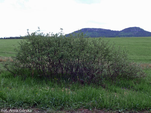 Wierzba uszata, łozina, Salix aurita, pokrój