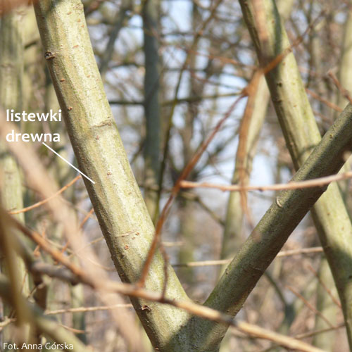 Wierzba uszata, łozina, Salix aurita, listewki drewna, gałązka