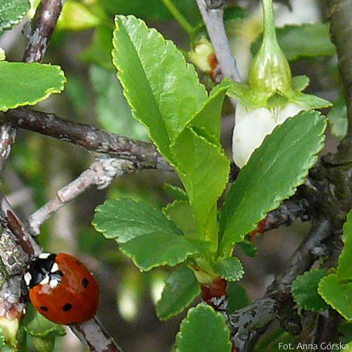Wiśnia karłowata, wisienka stepowa, Prunus fruticosa, liście krótkopędu