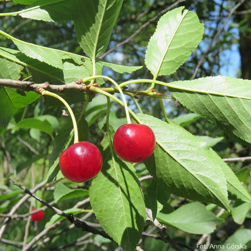 Wiśnia pospolita, Prunus cerasus, owoce
