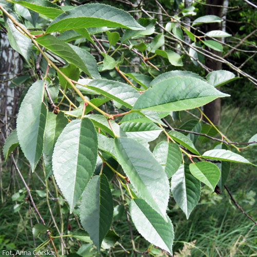 Wiśnia pospolita, Prunus cerasus, liście