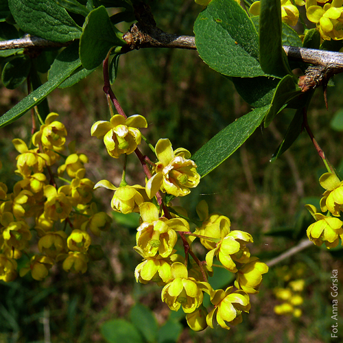 berberys pospolity, Berberis vulgaris, kwiaty