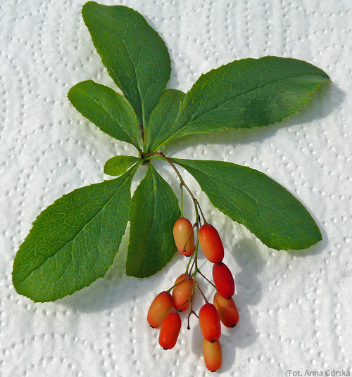 berberys pospolity, Berberis vulgaris, owoce i liście