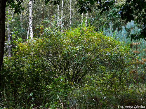 berberys pospolity, Berberis vulgaris, pokrój
