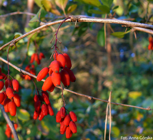 berberys pospolity, Berberis vulgaris, owoce i gałązki