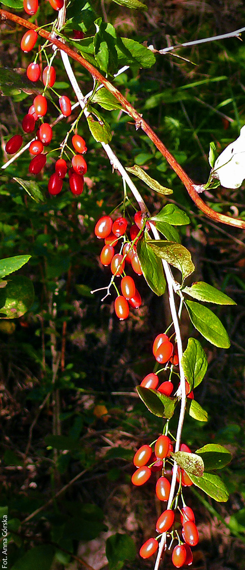 berberys pospolity, Berberis vulgaris, owoce