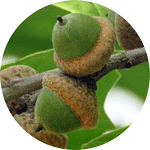 Dąb czerwony, Quercus rubra L., niedojrzałe owoce