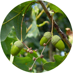 Dąb szypułkowy, Quercus robur, niedojrzałe owoce