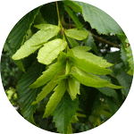 Grab pospolity, Carpinus betulus, niedojrzałe owoce