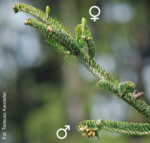 Jodła pospolita, Abies alba, kwiaty