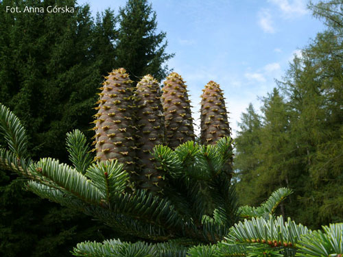 Jodła pospolita, Abies alba, szyszki