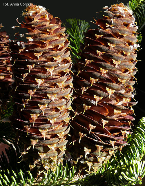 Jodła pospolita, Abies alba, szyszki