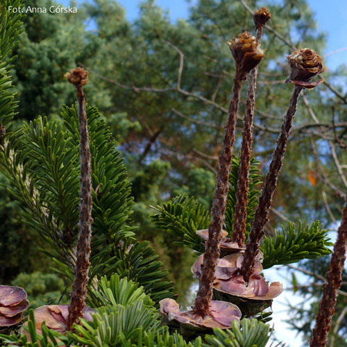 Jodła pospolita, Abies alba, trzpienie