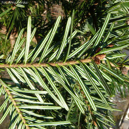 Jodła pospolita, Abies alba, igły