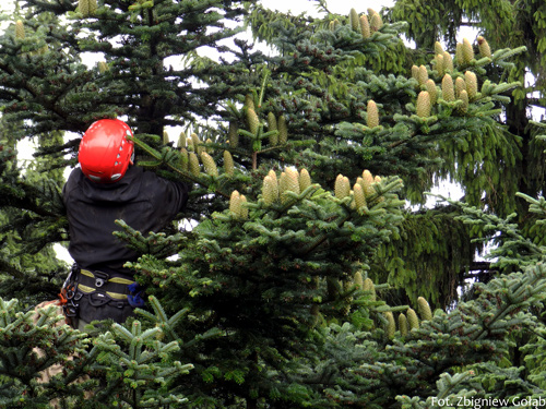 Jodła pospolita, Abies alba, zbiór szyszek