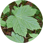 Klon jawor, Acer pseudoplatanus, liść