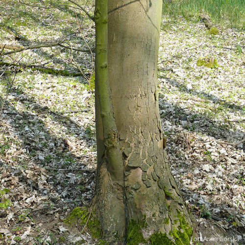 Klon jawor, Acer pseudoplatanus, kora