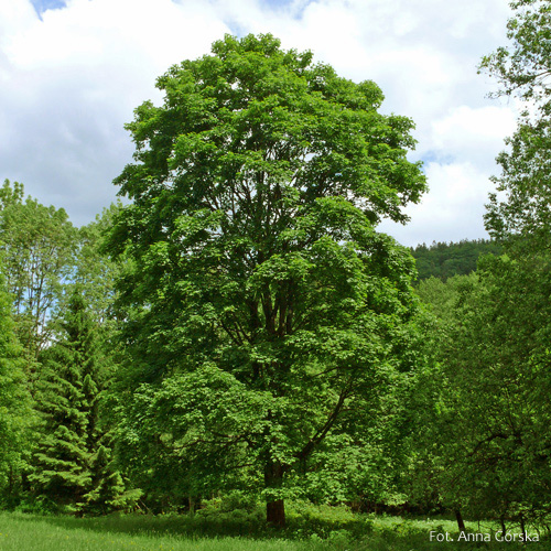 Klon jawor, Acer pseudoplatanus, pokrój